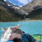 My cat likes to come paddling with me. Or as he likes to think of it - floating nap time.
