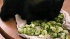 Our cat really loves the smell of Brussels sprouts...