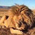 🔥 Lion Yawning 🔥