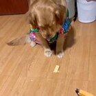 Learning that sweets are bad: nightmare edition.