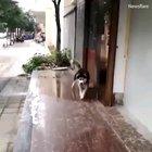 I don't think the dog understands how ice works