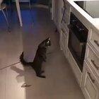 An impatient cute cat wait for supper.