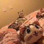 No! Leave my baby alone!