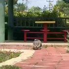 Pupper getting stuck on a curb