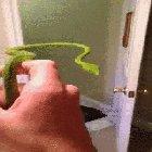 The stabilized head of the green vine snake