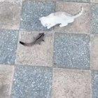 KiTTeN fORCEd To ubeR At No CHaRgE