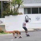 toNY HawK bECOMeS a dOG due tO CAtaStRophIc ExPEriMeNt