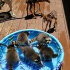 Just a pool party with the neighbors