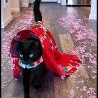 VS Fashion Show may be cancelled and Met Gala postponed, but the real catwalk is here to stay. 👑