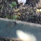 Someone mention an albino squirrel?