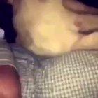 Just a normal day with two normal pets.