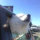 when you want everyone to hear the siren.