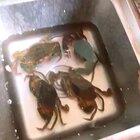 Look at these cute little crabs....
