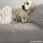 doggo does a big resist