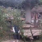 Little Panda can't stay still