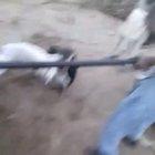 Let's try to break up a dog fight!!