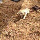 Fennec Fox being reunited with his best friend, William