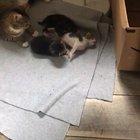 Happy Mommy with Tiny Kitties