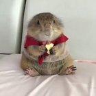 I do not know what to call it, but I like it