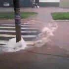 Brazilian engineering