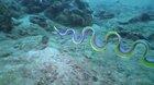 The Blue Ribbon Eel swimming with grace