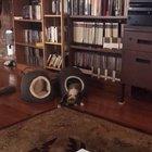 Kitty pondering the meaning of life