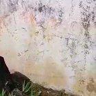 This Karen freaking out about a shared fence