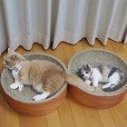 Toddlers are difficult even when you're a cat.