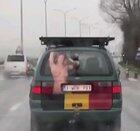 Дорожных сисичек вам в ленту