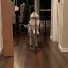 Watch and learn kiddo