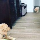 Witness an apex predator in action