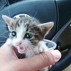 A cup of smol happiness.