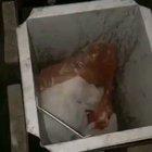 Never interfere with an eating cat