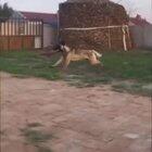 Dogs are awesome!...