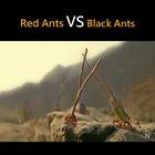 Red Ants vs Black Ants Epic battle