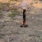 Animals don't like fireworks