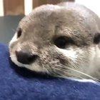 Otterly Adorable