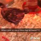 Ok guy there is a proof BirdsArentReal.