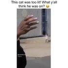This cat was too lit!!! LMAO ! haha xD