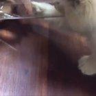 SiCK HuMAnS FoRcE InNOcEnT kItTeN iNtO BLacK HoLE tO ReHyDRAte