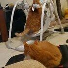 Cat vs Baby Swing