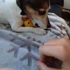 My friend was bothering his dog