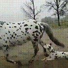 He spotted a new friend