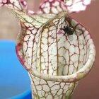 Carnivorous Pitcher Plant Traps A Fly