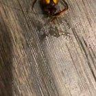 Some guy chopped off a Murder Hornets head with a towel and his deranged face just kept chomping at him for MINUTES