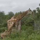 I hear this is what being a parent feels like.