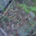 So we were walking thrpugh the aussie bush and found this (near hornsby). A guy actually followed us about 45 mins after we discovered this, and was acting very strange (came off as autistice or at least very poor social skills) a homeless guy lives in th