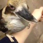 When you blasting of in your garden and the birds won’t shut up