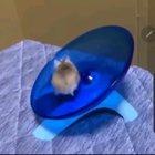 The little fella is pure speed.