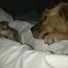 First time meeting a friendly giant